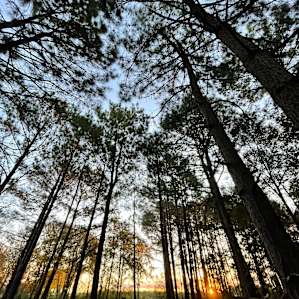 Hideaway in the Woods - Tent/RV