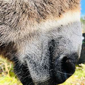 Farm Animal Rescue - RV Site