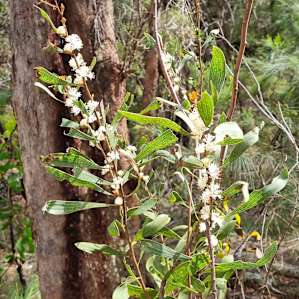 Jarrah Camping Area