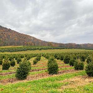 You drive through the host's beautiful Christmas tree farm to get to the site.