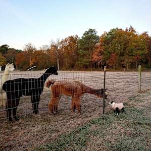 Gentle alpacas with my small pup