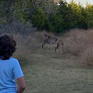3 guests for dinner