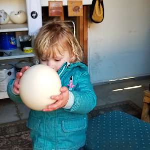 Osritch eggs at the on-site store
