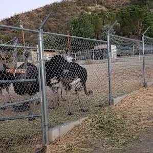 Camp @ Working Ostrich Ranch