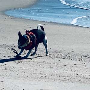 Incommunicado Gulf Front