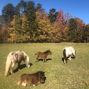 Brookhaven Mill Farm-Sleep w/Sheep!