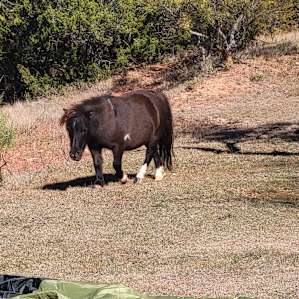 One of the small horses.