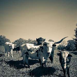 Cate Farm
