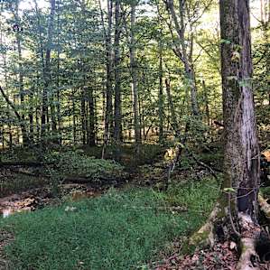 The Woods and Meadow at Sole Farm