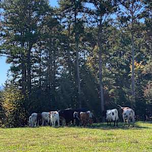 Cate Farm
