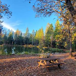 Forest Camping