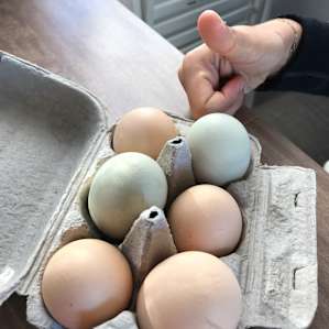 Fresh eggs from their chicke