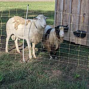 Resident Billy goat and Ram.