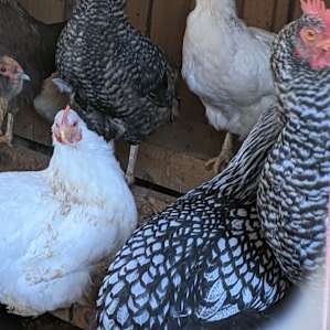 We bought a dozen eggs - they were delicious!
