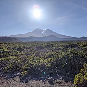 Shasta