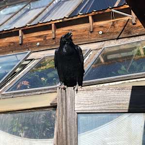 Resident raven Chaco