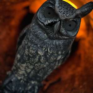 Fred the owl 🦉