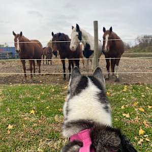 My dog was obsessed with the beautiful horses