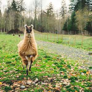 An extraordinary llama excitedly coming to say hello.