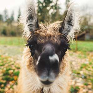 An extraordinary llama excitedly coming to say hello.