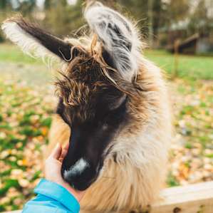 An extraordinary llama excitedly coming to say hello.