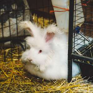 There's even bunnies.