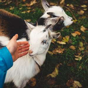 farm animal goat