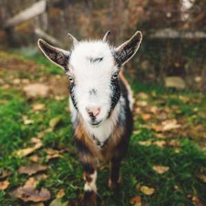 Young goats outside happy to cuddle.