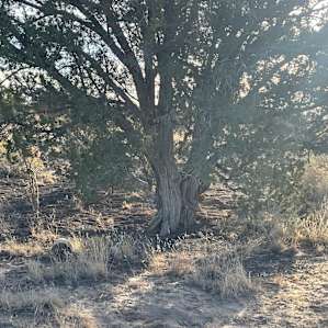 Star Gazer Ranch