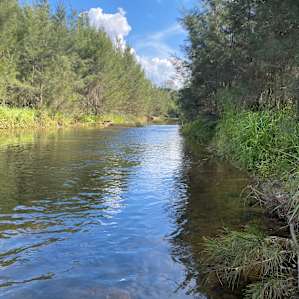 Guppy Gully on the Mary