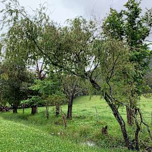 MISTY MOUNTAIN FARM - Farm stay