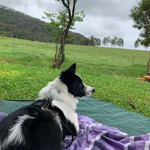 MISTY MOUNTAIN FARM - Farm stay