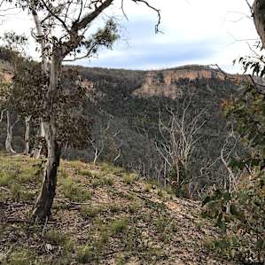 Wolgan Valley Paddock Site