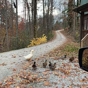 The ducks are great company, and big talkers.