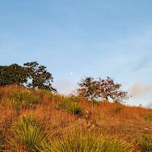 The moon on an early morning hike.