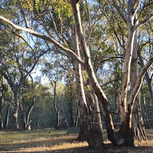 Murray River Sandbar