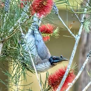 Camp at Wattle Valley Farm Wollombi