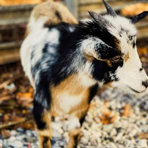 Bedgood Heritage Farm