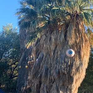 Beware! The trees have eyes!!!