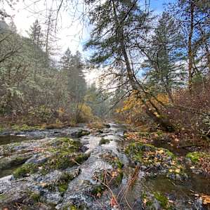 Forested creekside campsite