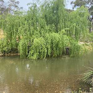 Creek & River Bush Camping (4WD)