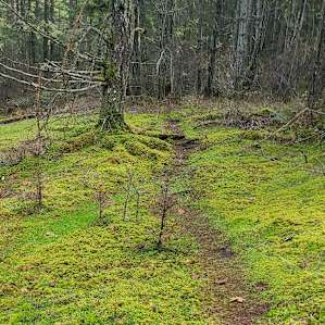 Decourcy Meadows