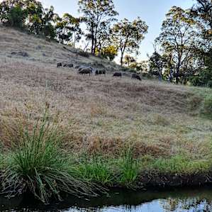 Kangaroo Gully
