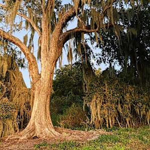 McKinnon Groves