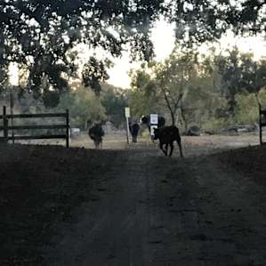 beautiful cattle everywhere