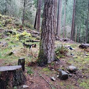 Not very often do my dogs get to enjoy Freedom to roam while we camp.