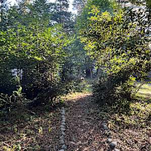 Little trails guided by rocks. Goes towards the outhouse