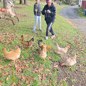Friendly free range chickens 🐓