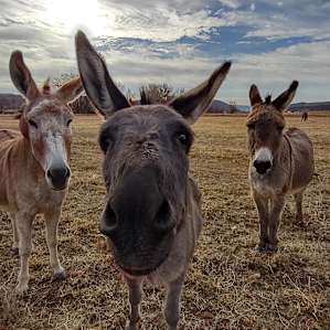 Mama, Pancho and Baby Francis