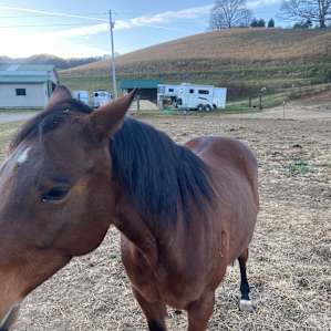 Horse stables RV camp